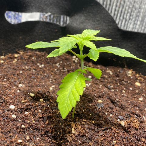 Samson growlog timeline photo