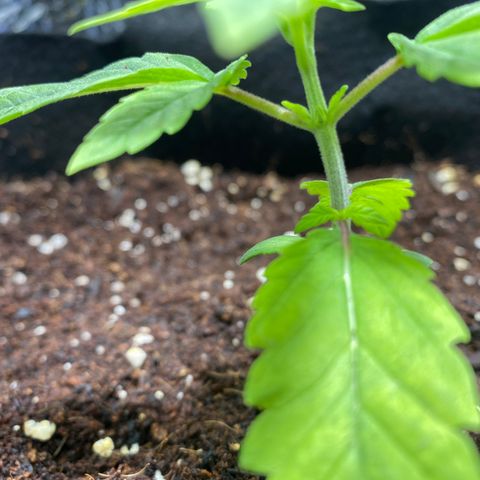 Samson growlog timeline photo