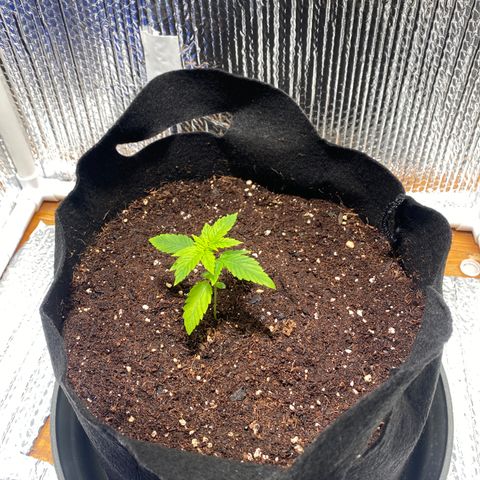 Samson growlog timeline photo