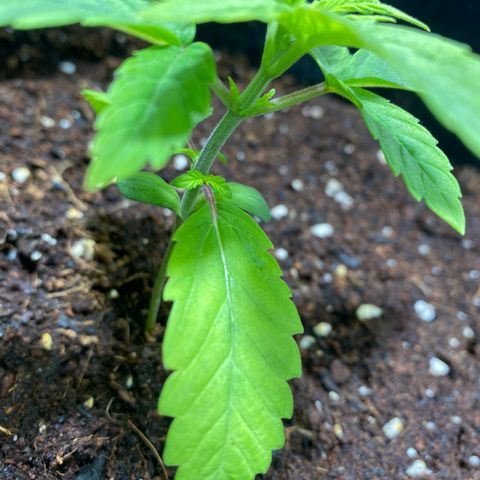 Samson growlog timeline photo