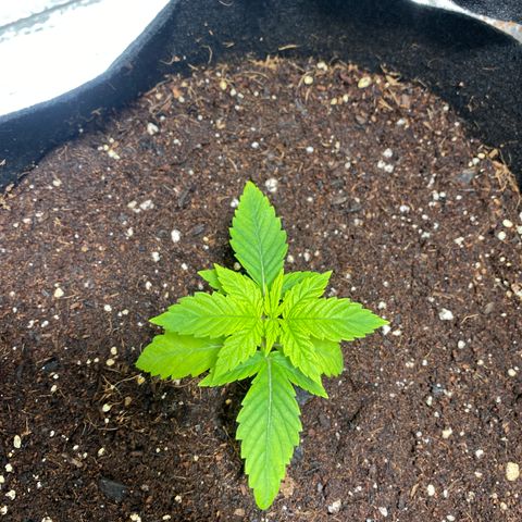 Samson growlog timeline photo