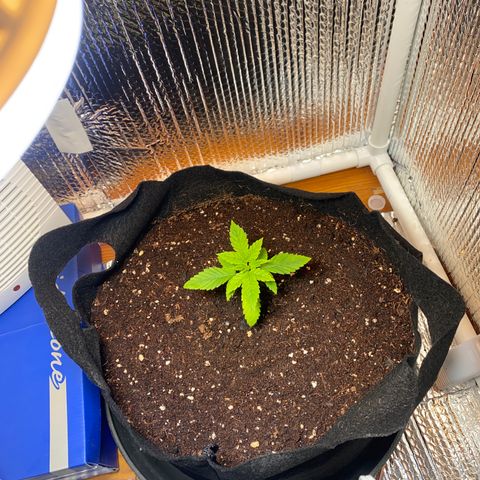 Samson growlog timeline photo