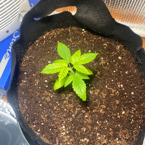 Samson growlog timeline photo