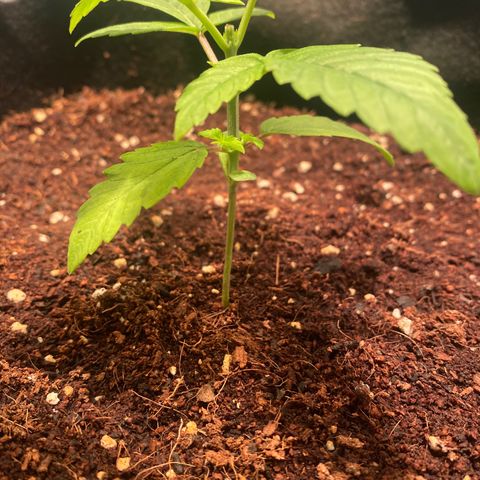 Samson growlog timeline photo