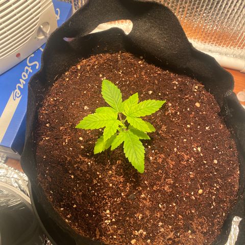 Samson growlog timeline photo