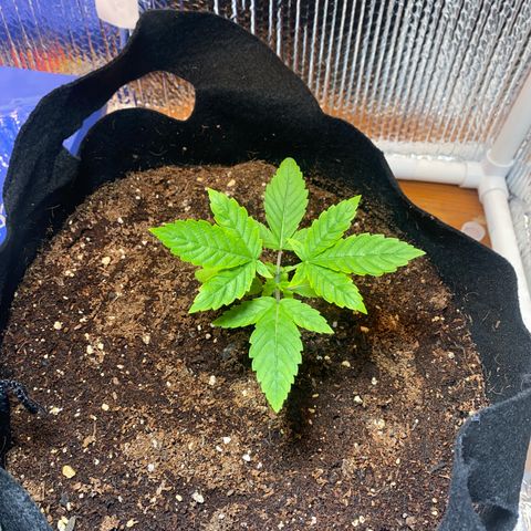 Samson growlog timeline photo