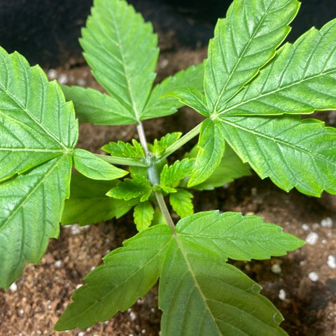 Samson growlog timeline photo