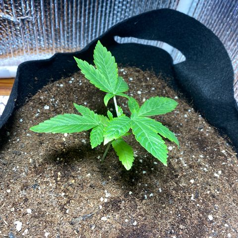 Samson growlog timeline photo