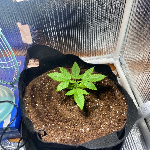 Samson growlog timeline photo