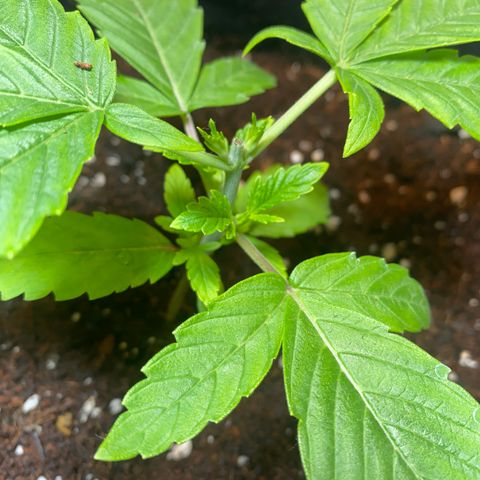 Samson growlog timeline photo