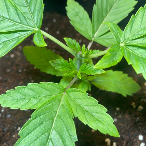 Samson growlog timeline photo