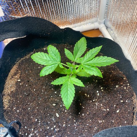 Samson growlog timeline photo