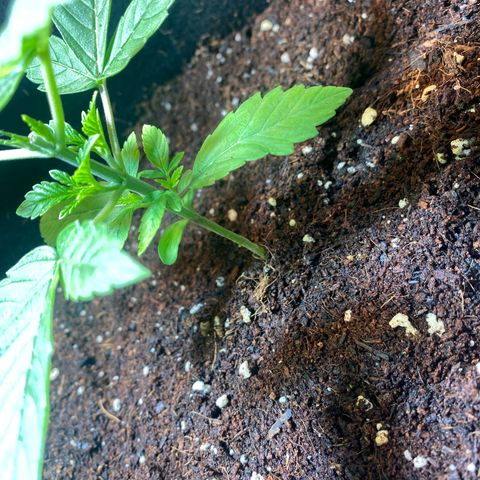 Samson growlog timeline photo