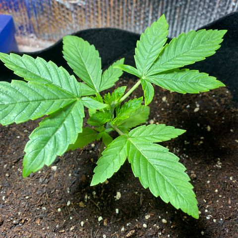 Samson growlog timeline photo