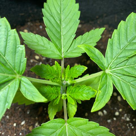 Samson growlog timeline photo