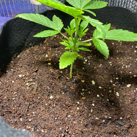 Samson growlog timeline photo