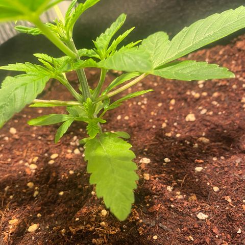 Samson growlog timeline photo