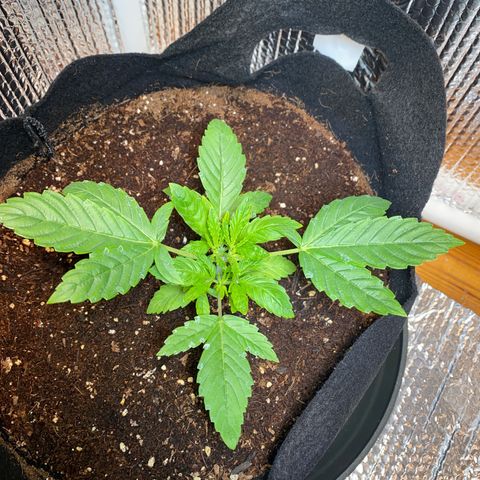 Samson growlog timeline photo