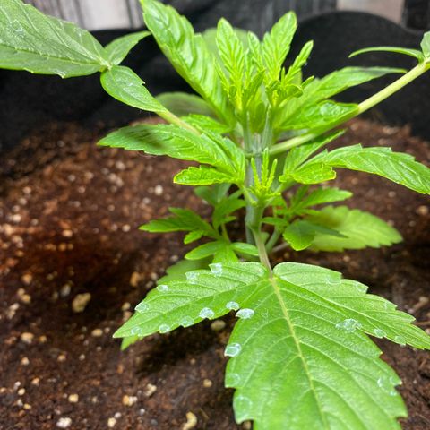 Samson growlog timeline photo