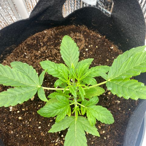 Samson growlog timeline photo