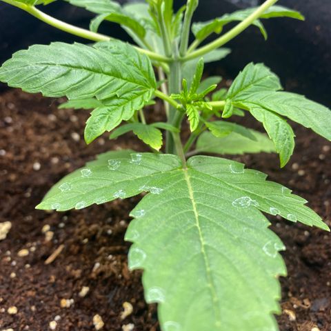 Samson growlog timeline photo