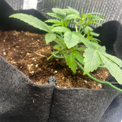 Samson growlog timeline photo