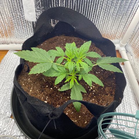 Samson growlog timeline photo