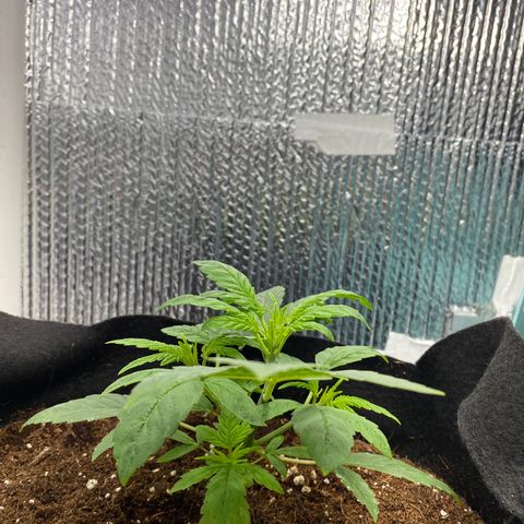 Samson growlog timeline photo