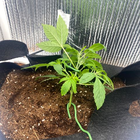 Samson growlog timeline photo