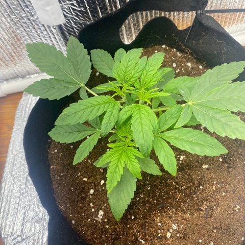 Samson growlog timeline photo