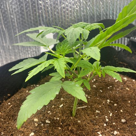 Samson growlog timeline photo