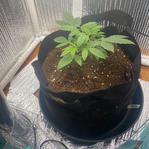 Samson growlog timeline photo