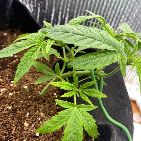 Samson growlog timeline photo