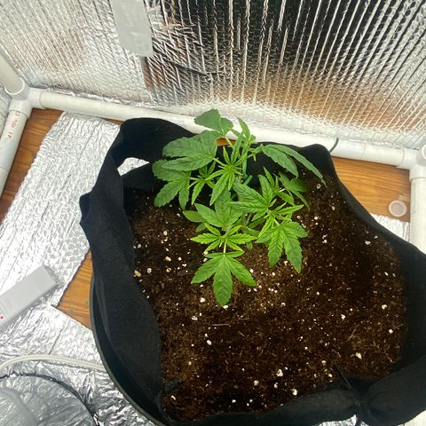 Samson growlog timeline photo