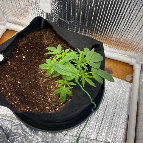 Samson growlog timeline photo