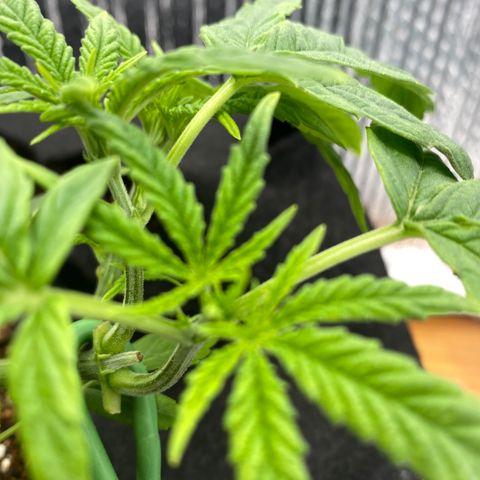 Samson growlog timeline photo