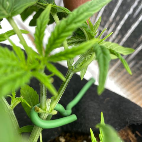 Samson growlog timeline photo