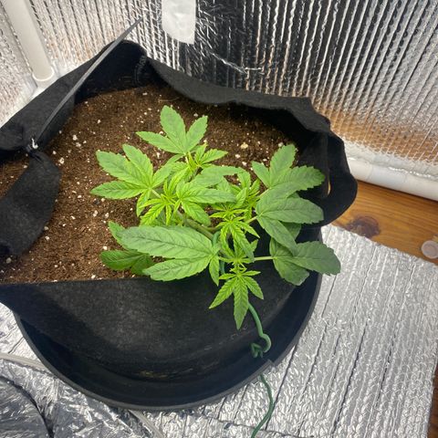 Samson growlog timeline photo