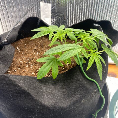 Samson growlog timeline photo