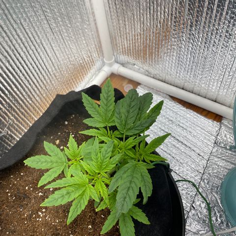 Samson growlog timeline photo