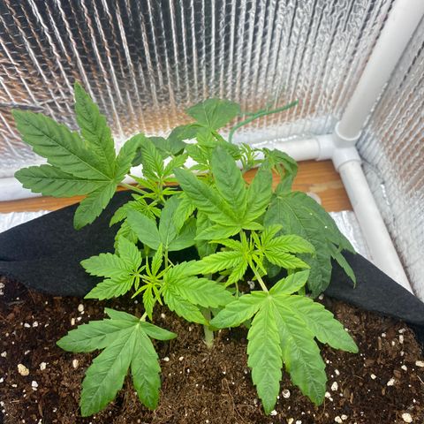 Samson growlog timeline photo