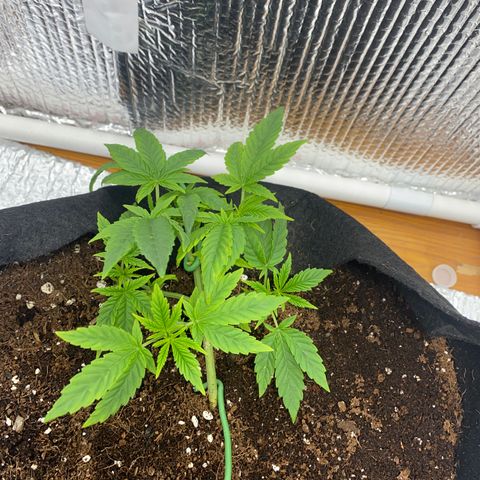 Samson growlog timeline photo