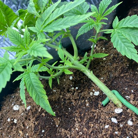 Samson growlog timeline photo