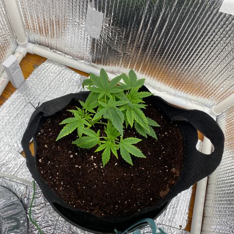 Samson growlog timeline photo