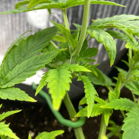 Samson growlog timeline photo