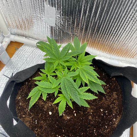 Samson growlog timeline photo