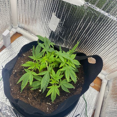 Samson growlog timeline photo