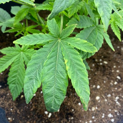 Samson growlog timeline photo