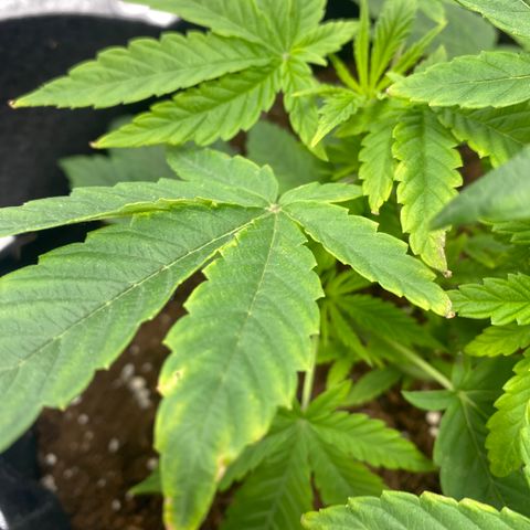 Samson growlog timeline photo