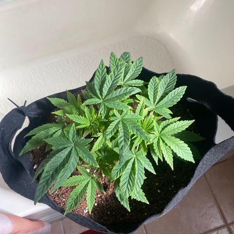 Samson growlog timeline photo